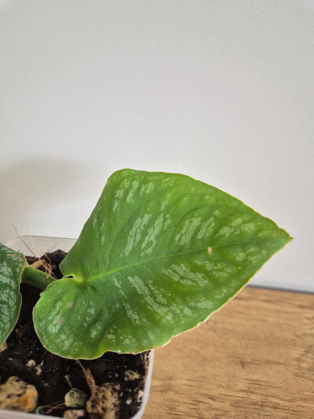 Monstera Dubia #2
