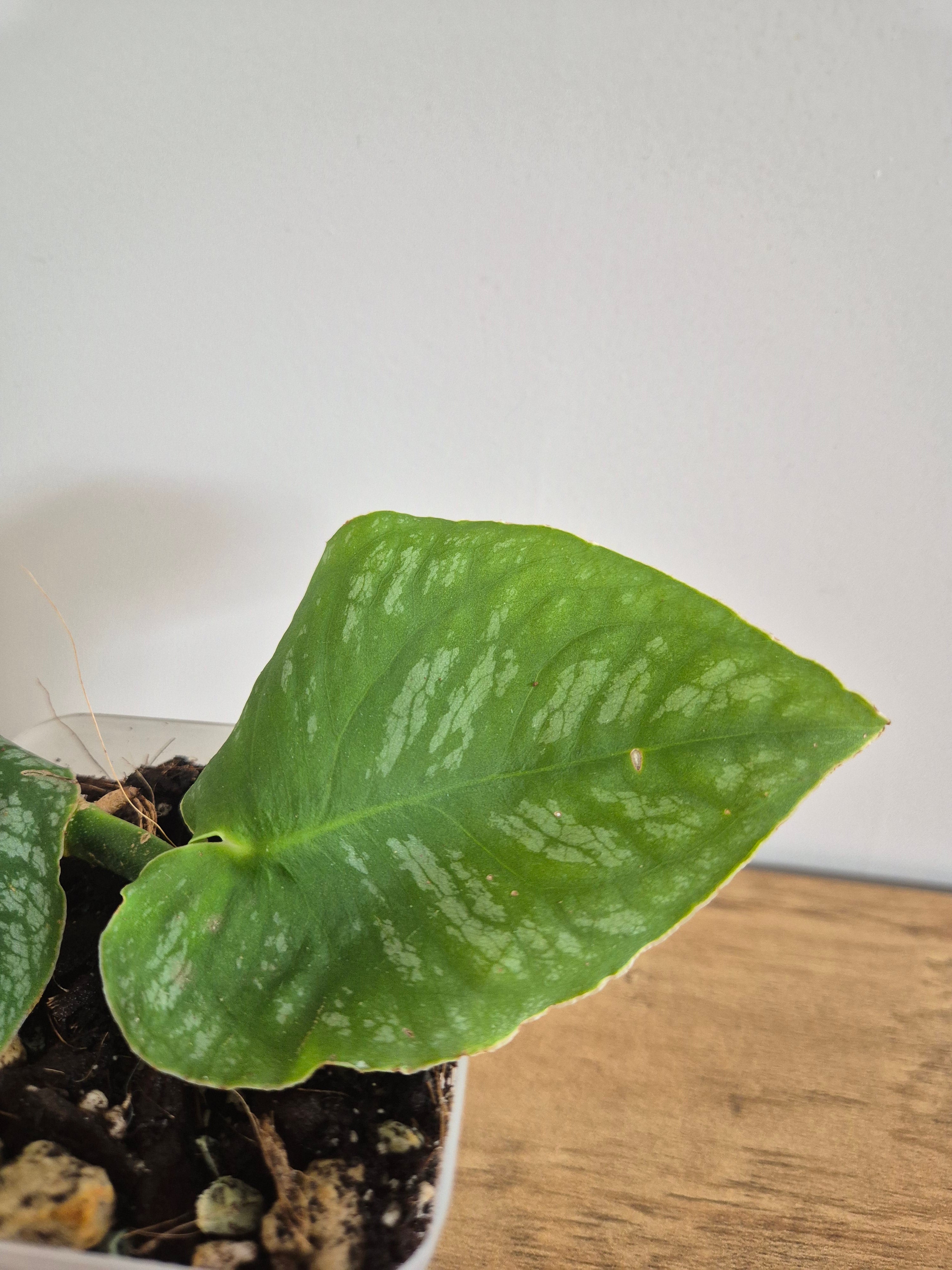 Monstera Dubia #2