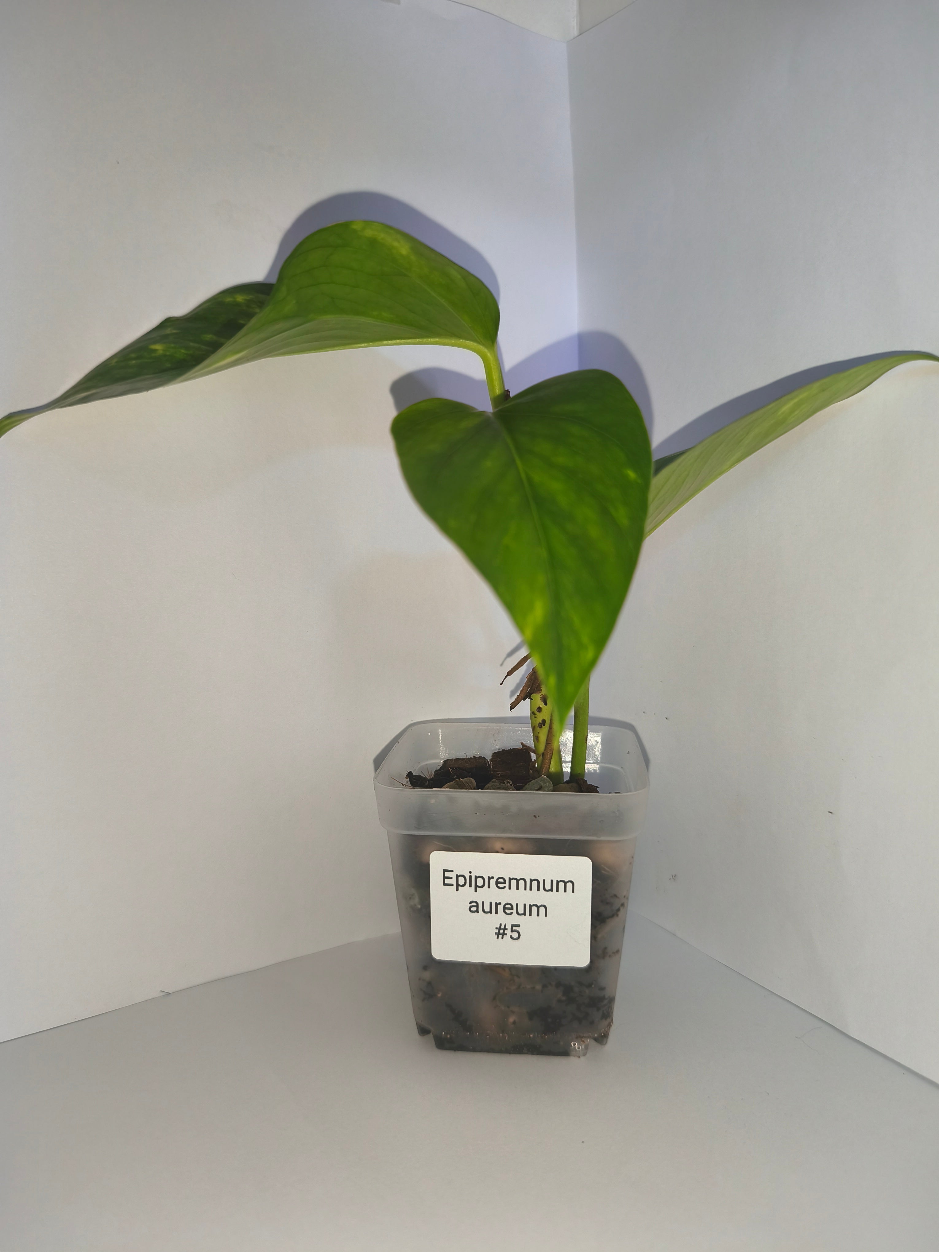 Epipremnum aureum #5