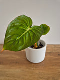 Philodendron McDowell #1