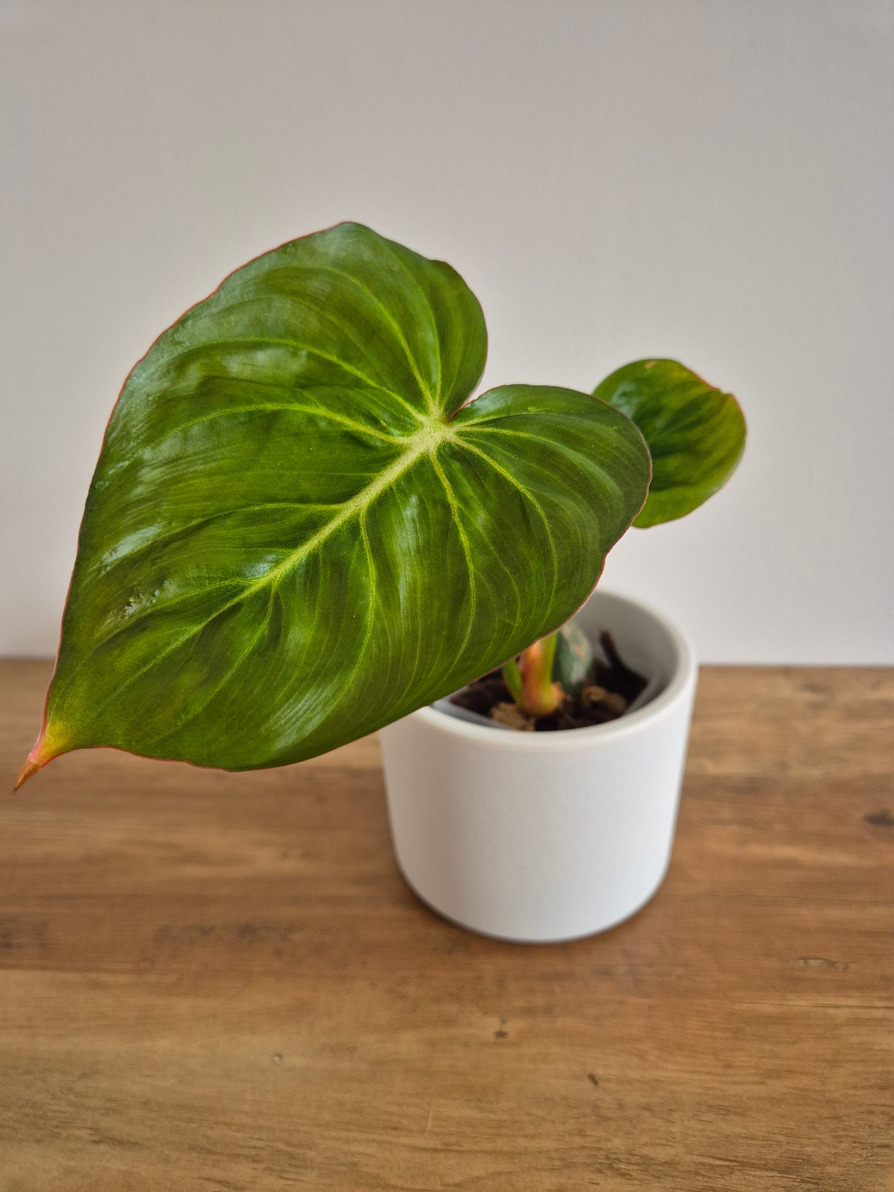 Philodendron McDowell #1