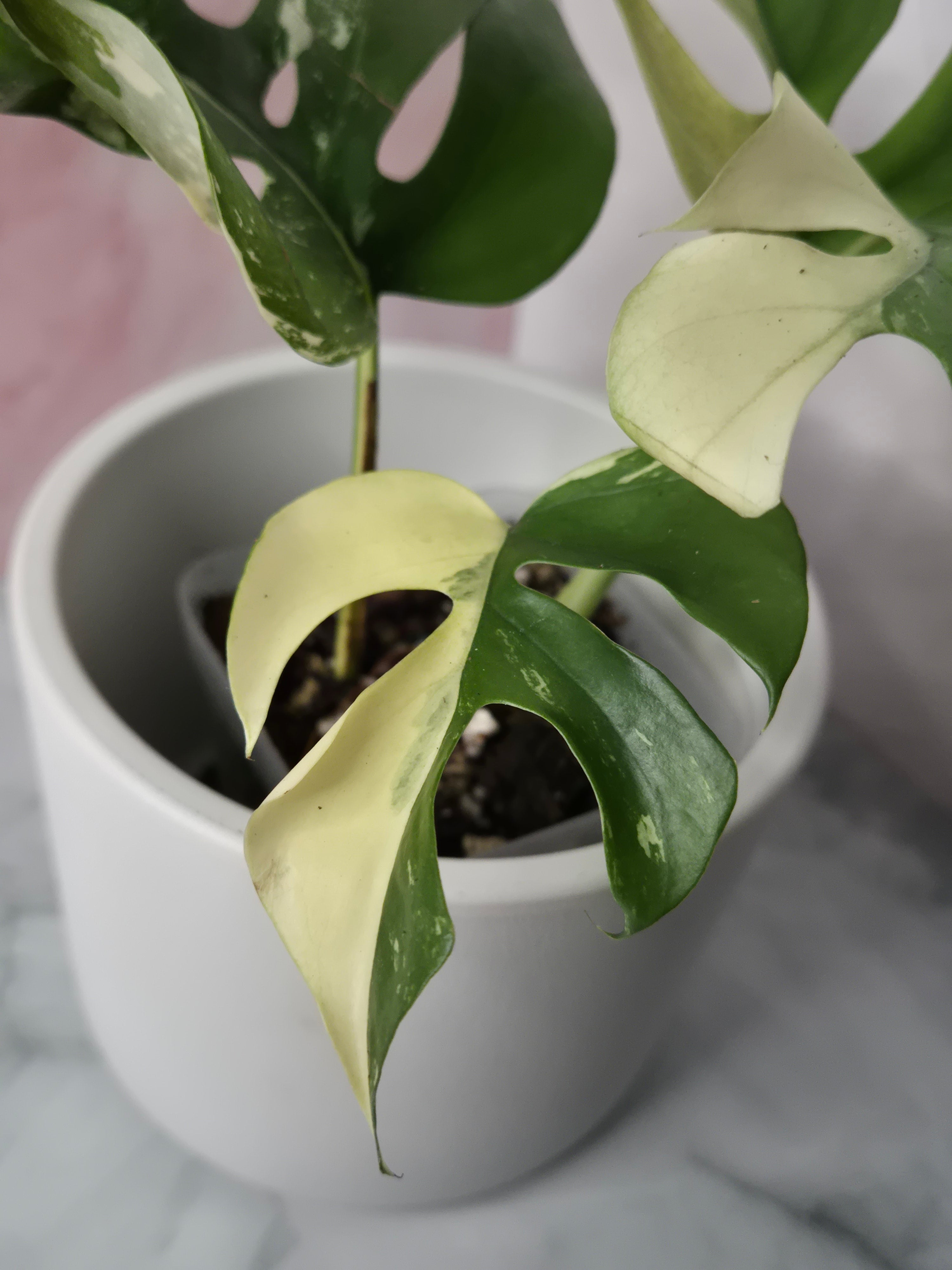 Monstera Minima Variegated #8 (Rhaphidophora Tetrasperma Variegated)