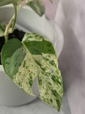 Epipremnum Pinnatum Marble King #2