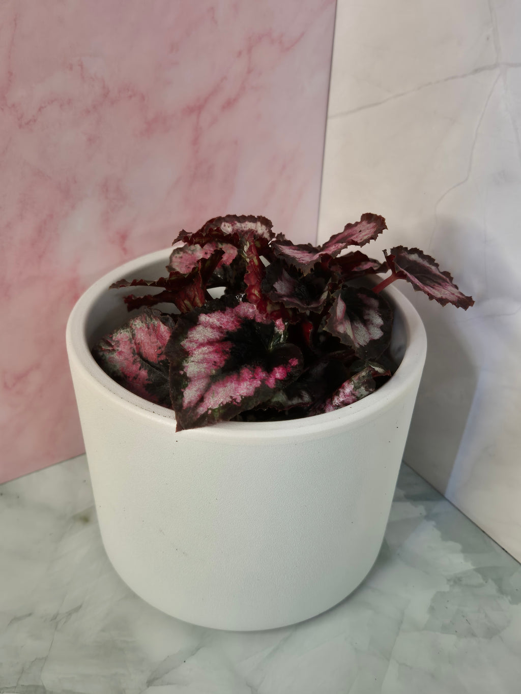 Begonia Red Heart #7