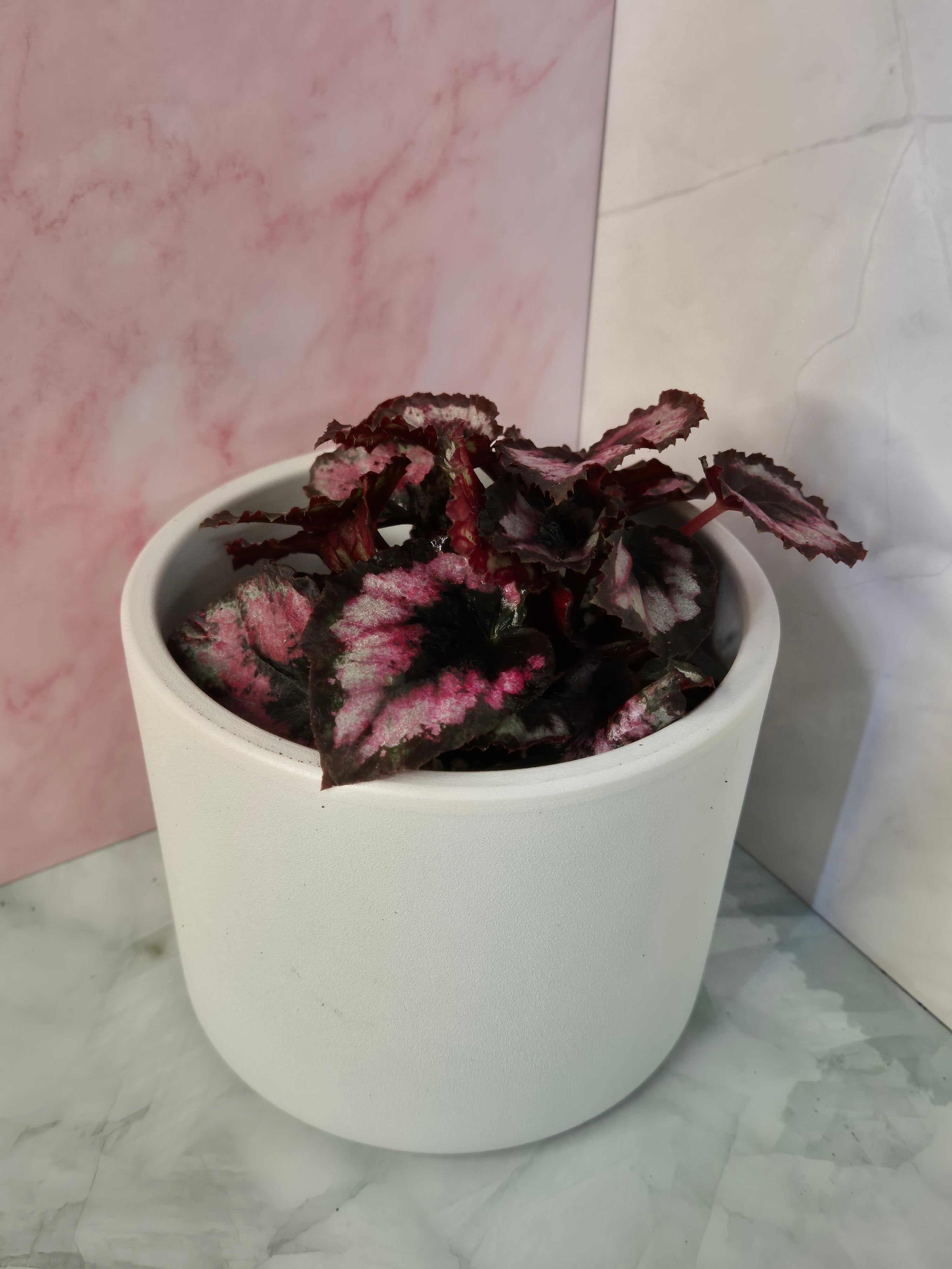 Begonia Red Heart #7