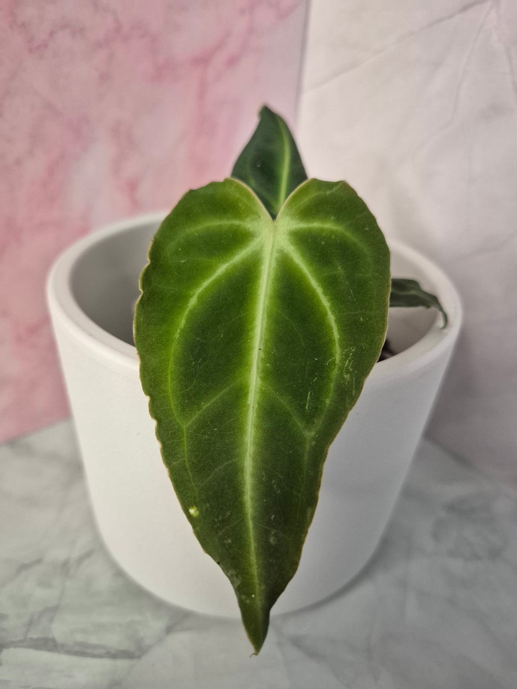 Anthurium Regale #1