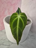 Anthurium Regale #1