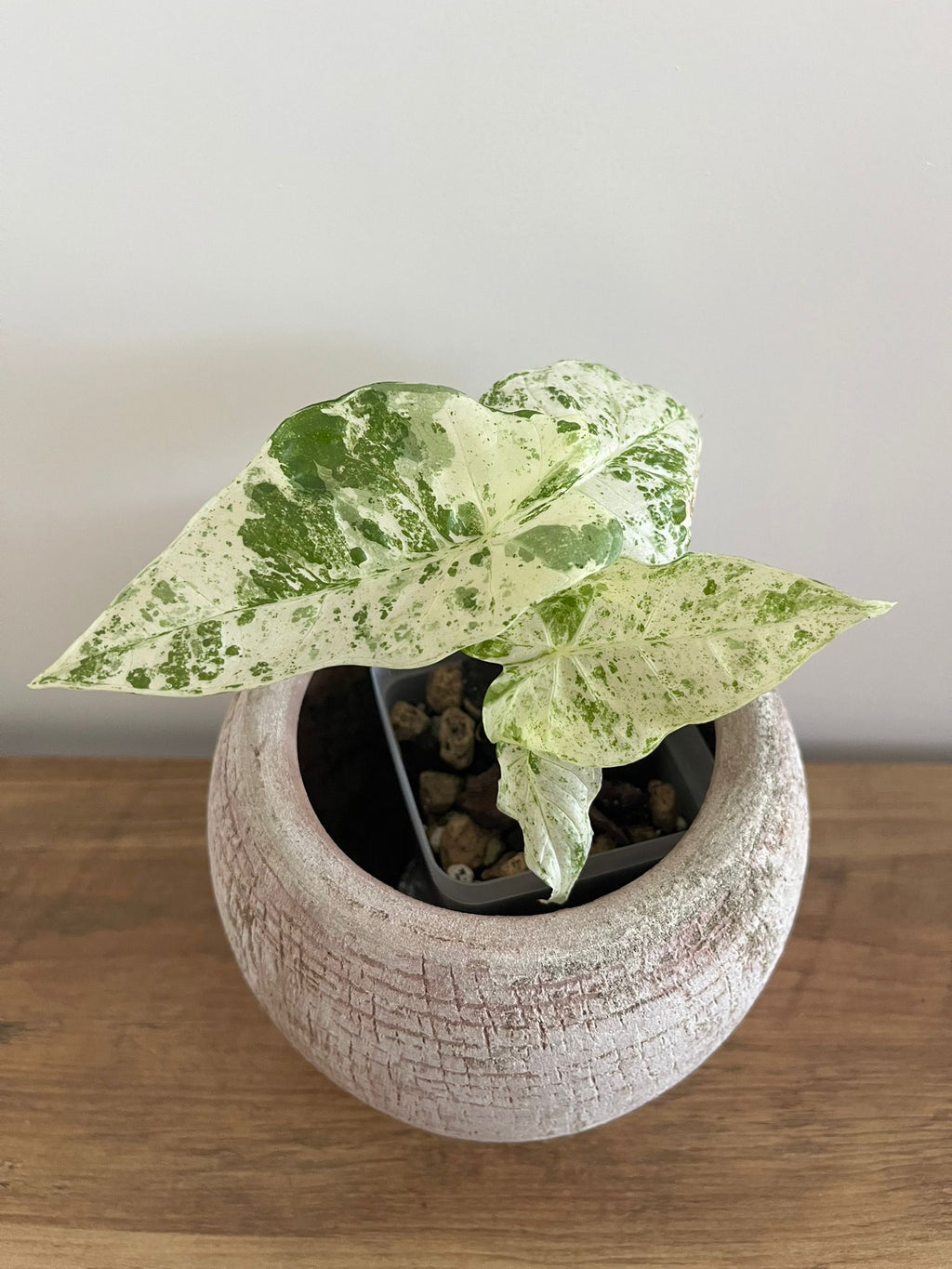 Alocasia Macrorrhiza splash #3