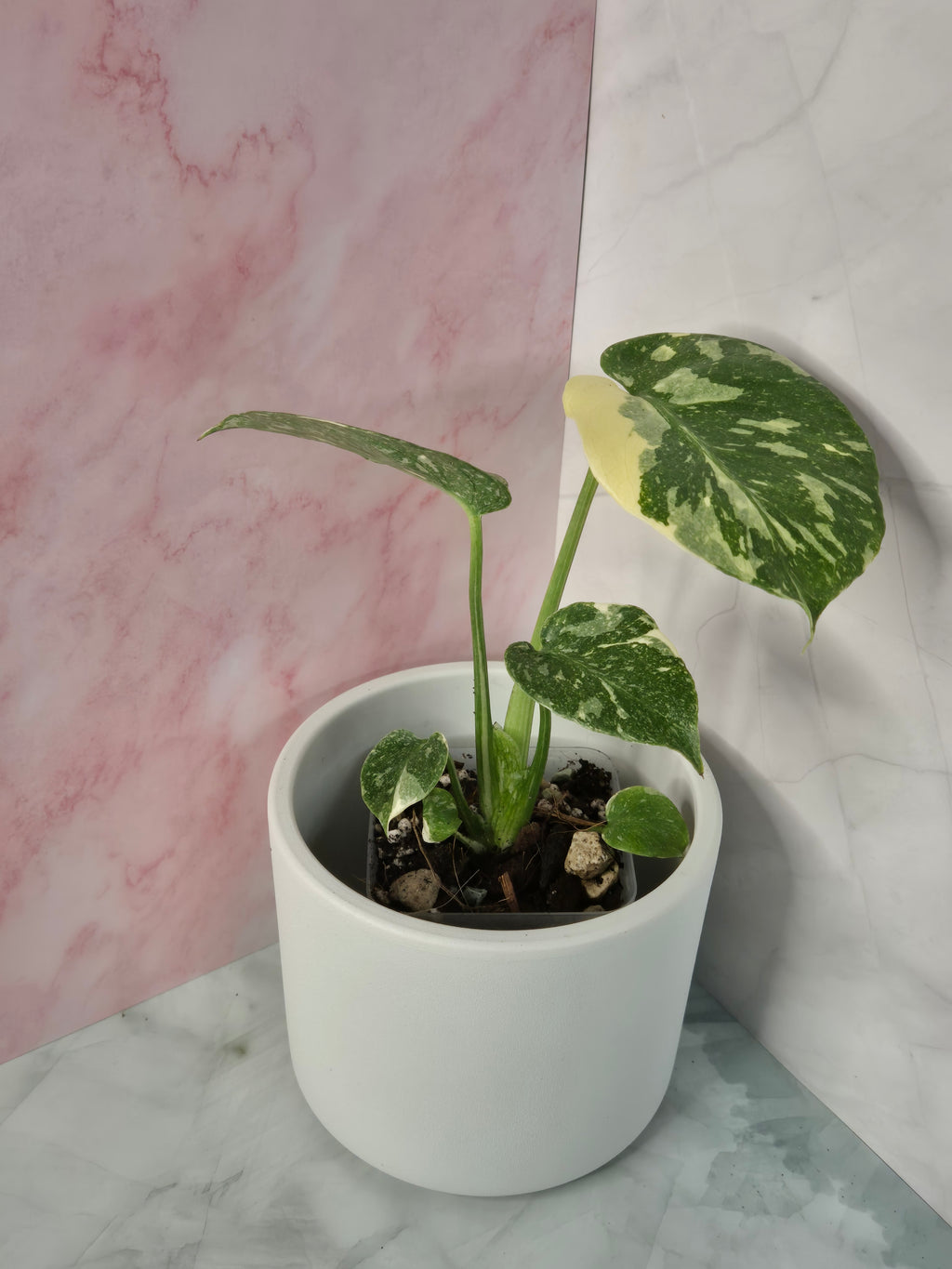 Monstera Thai Constellation #23