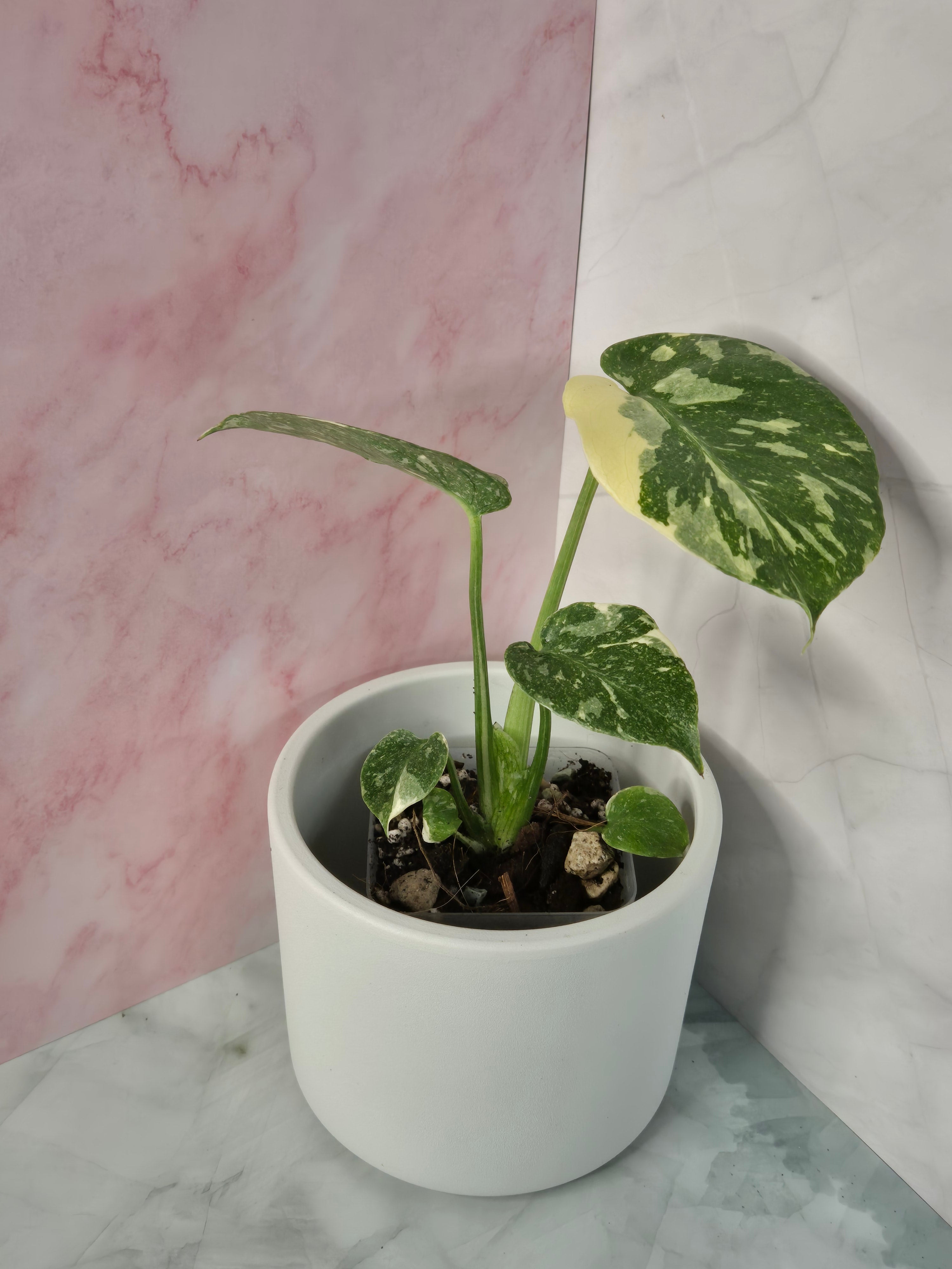 Monstera Thai Constellation #23