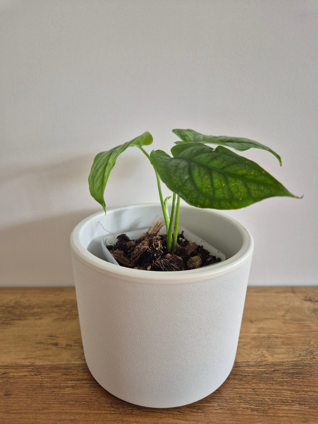 Monstera Siltepecana #3