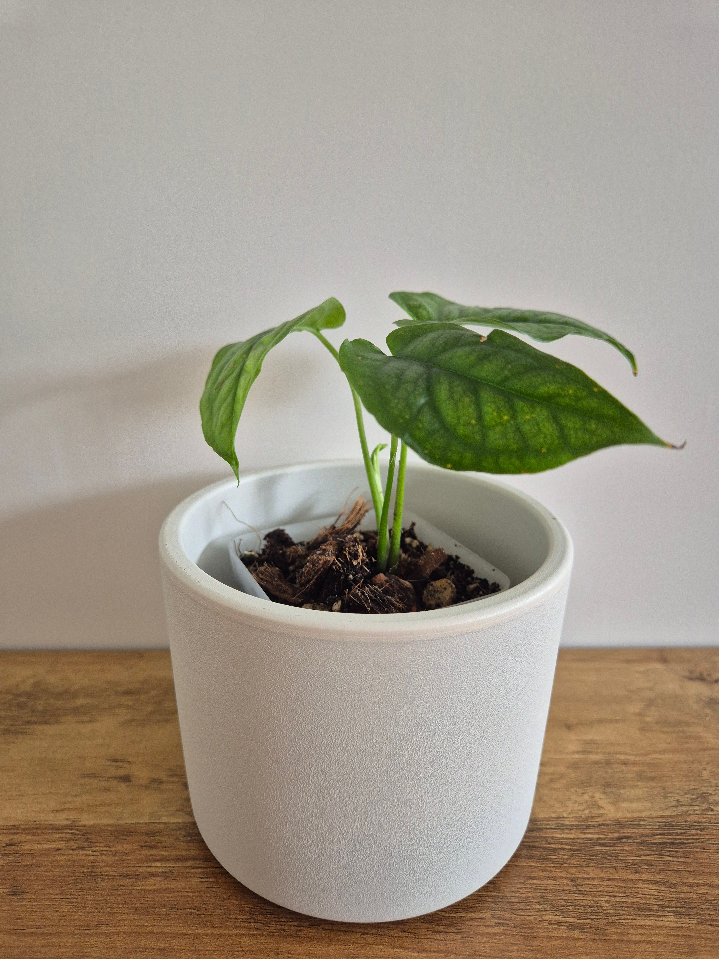 Monstera Siltepecana #3