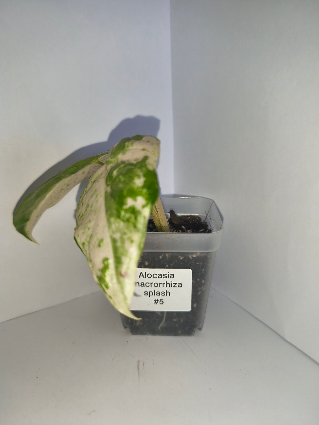 Alocasia Macrorrhiza splash #5