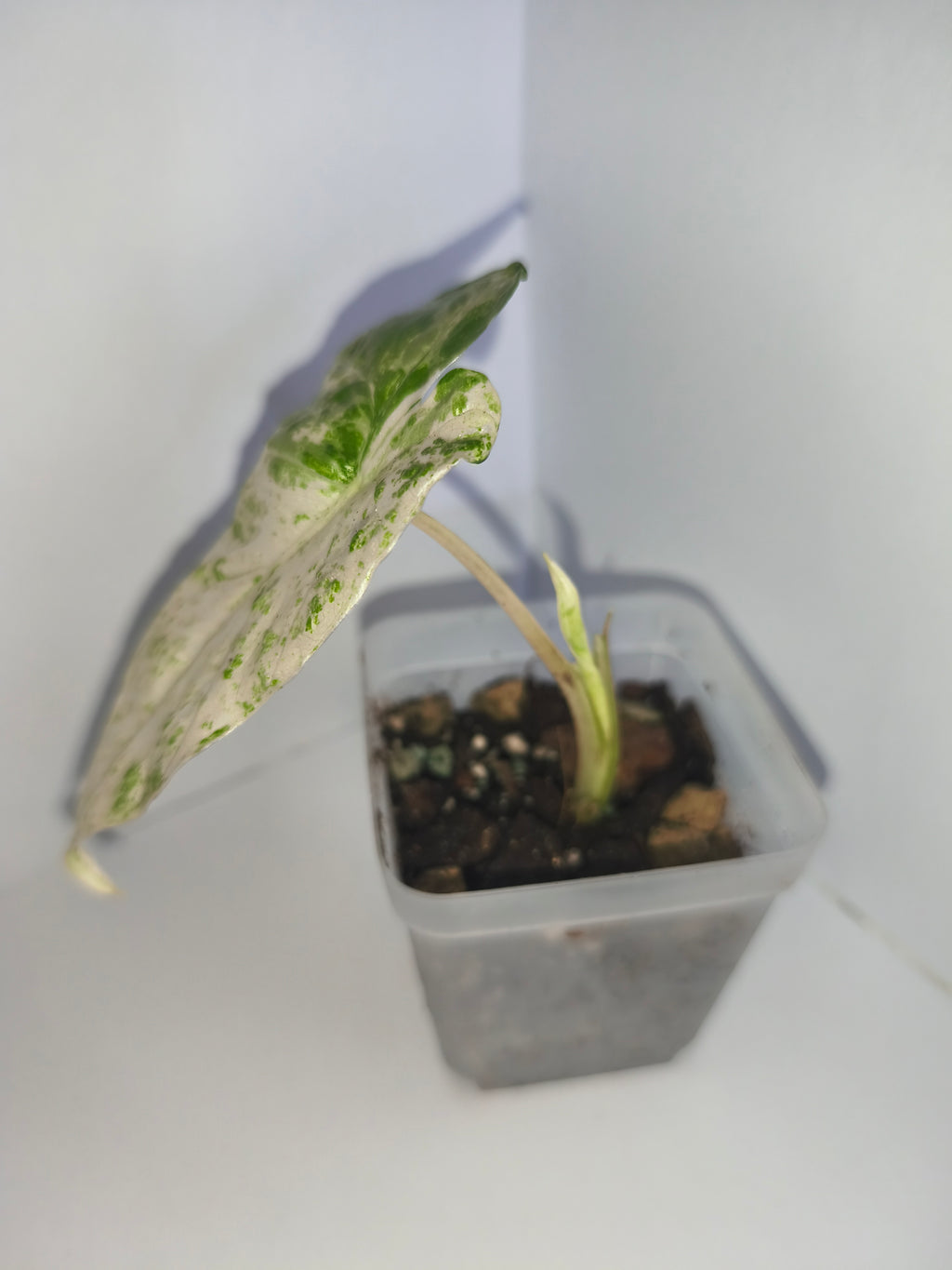 Alocasia Macrorrhiza splash #2