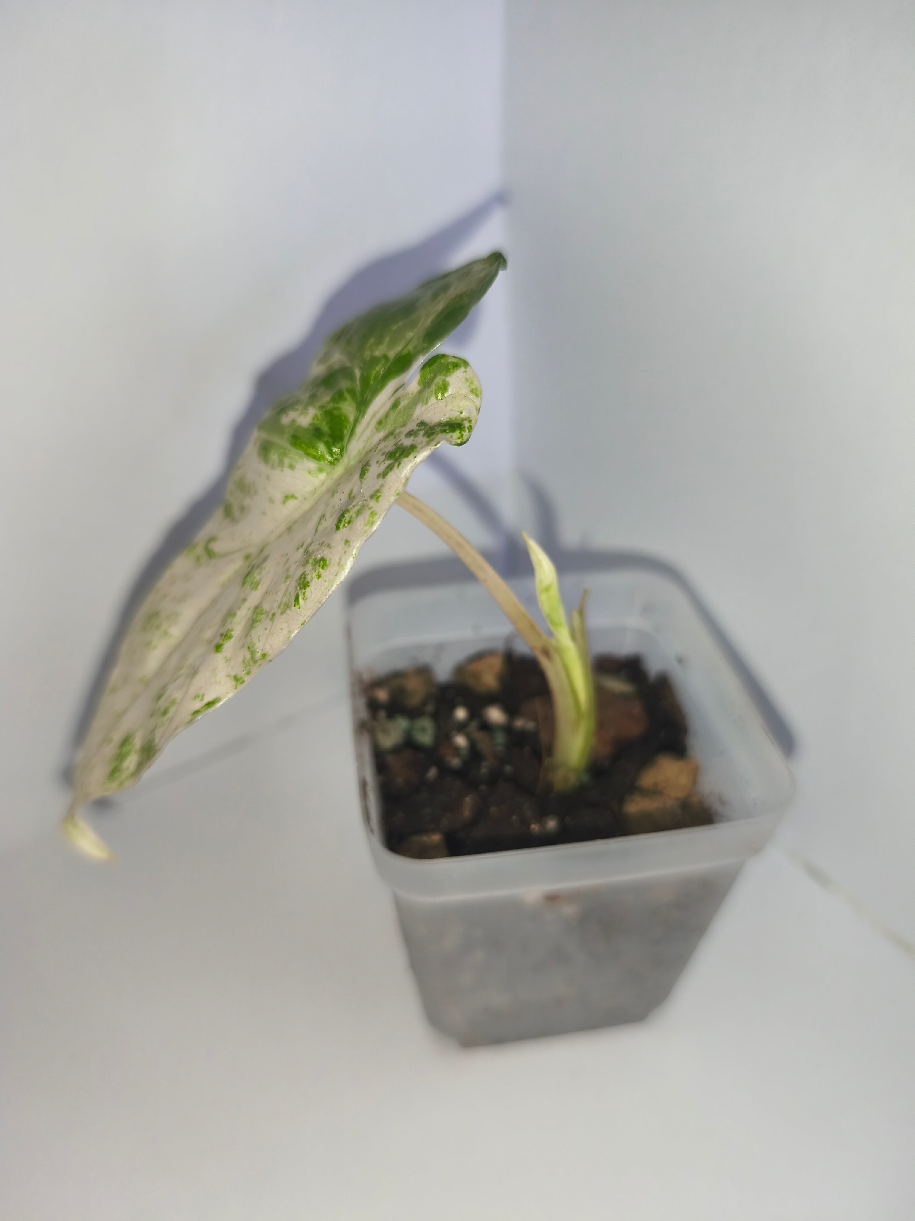 Alocasia Macrorrhiza splash #2