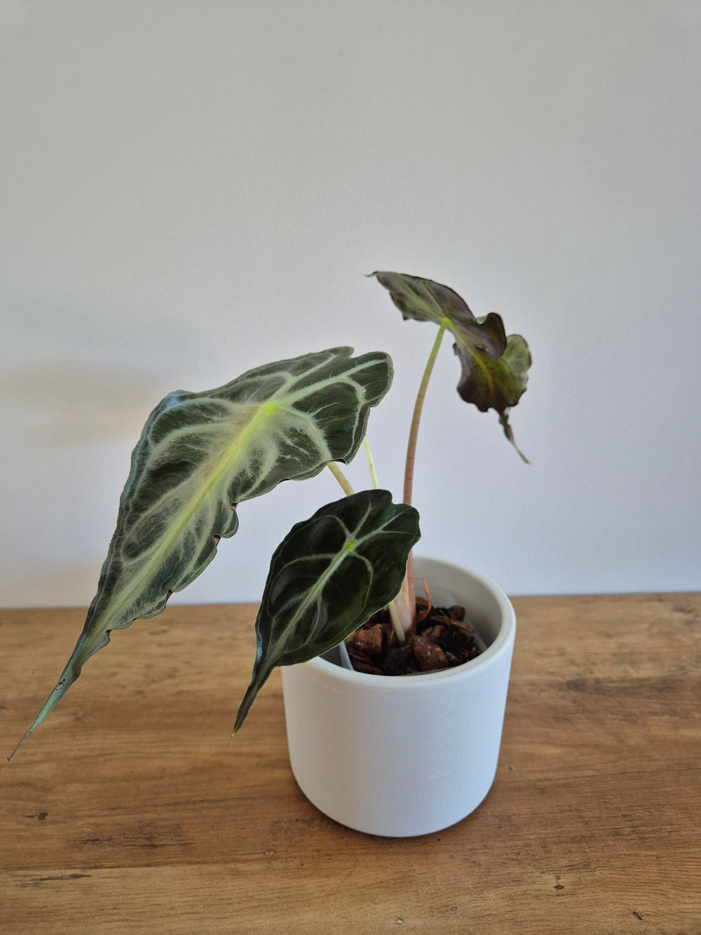Alocasia Venom #1