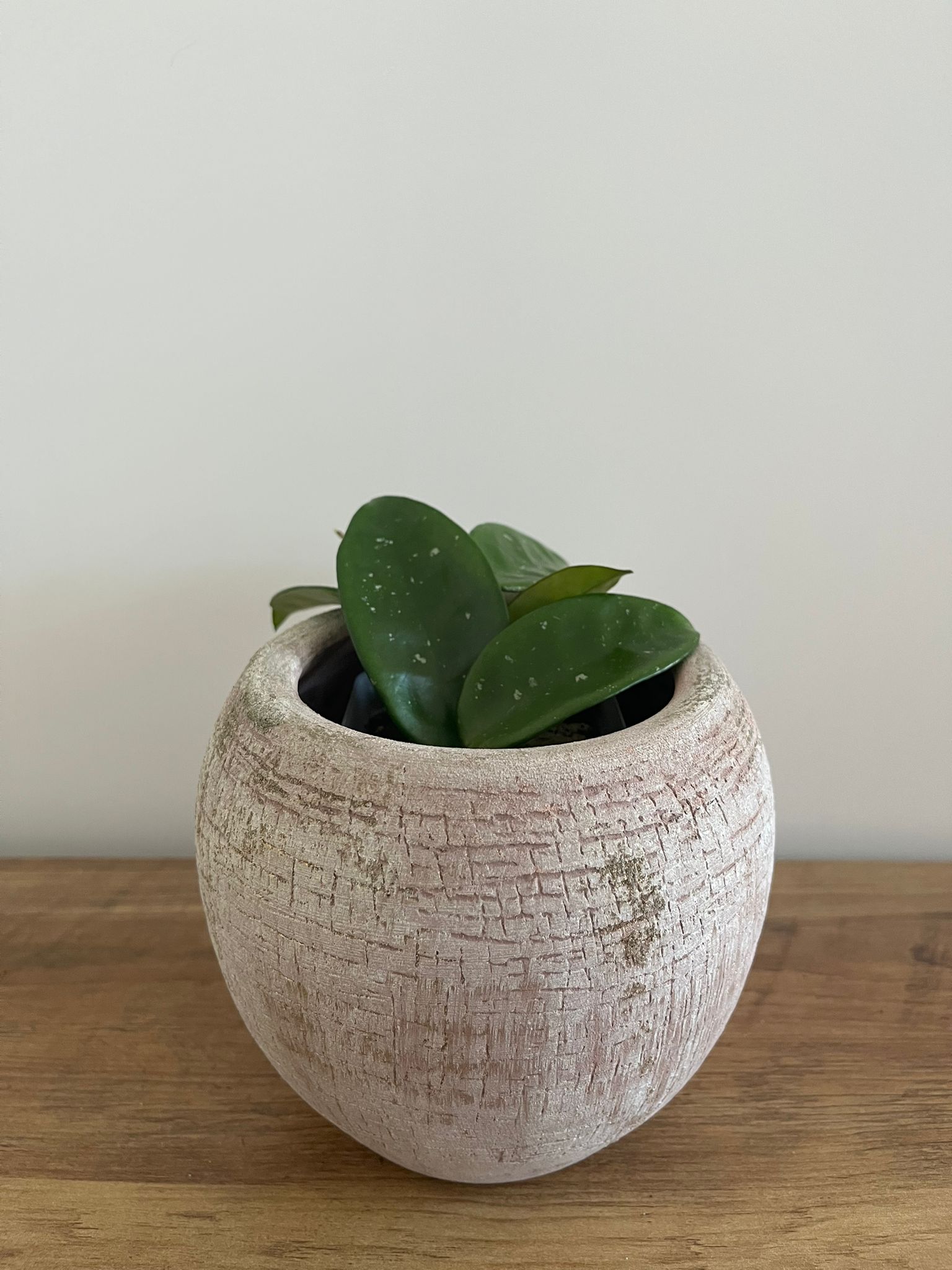 Hoya Carnosa #1