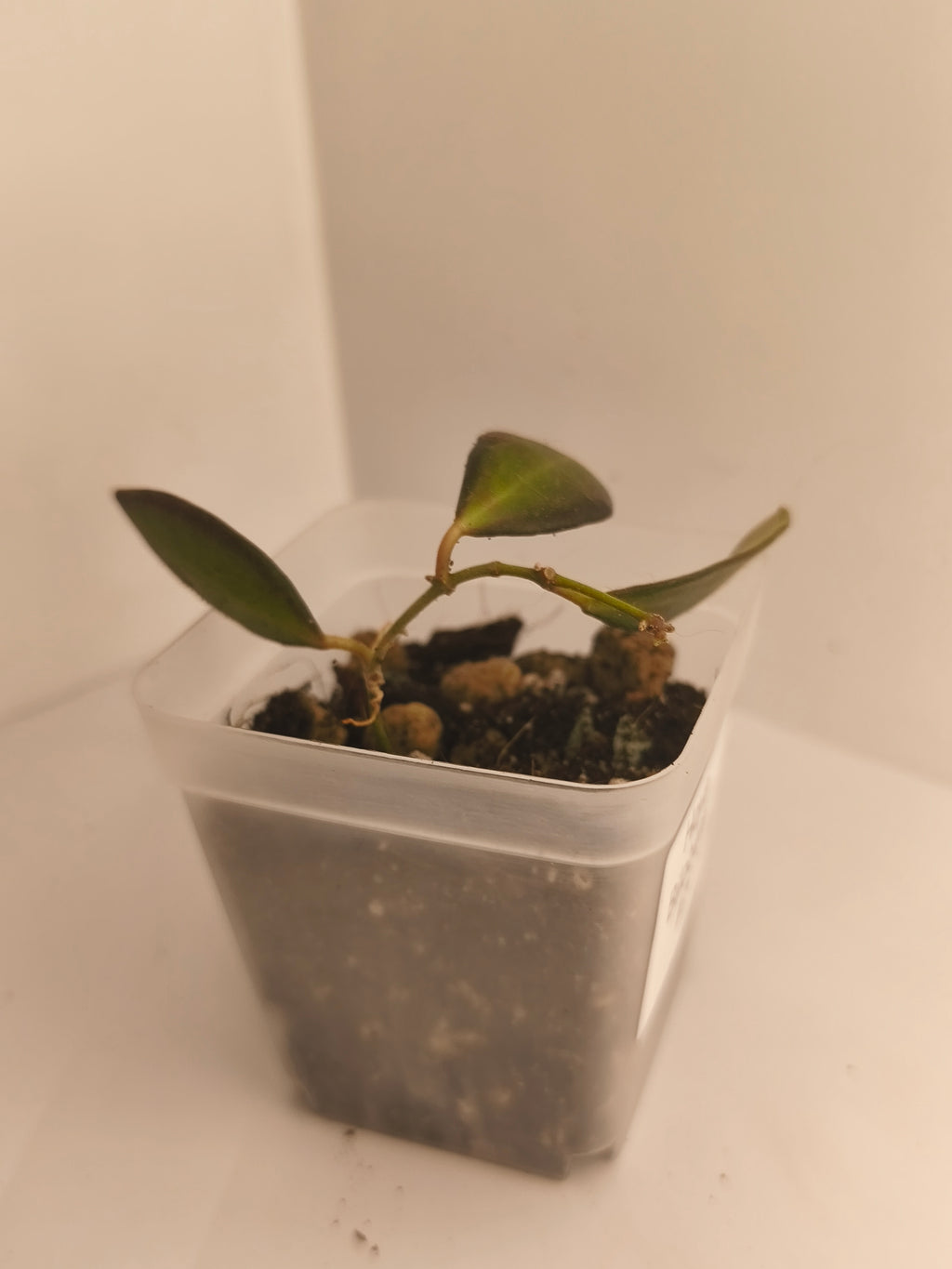 Hoya Bilobata #7