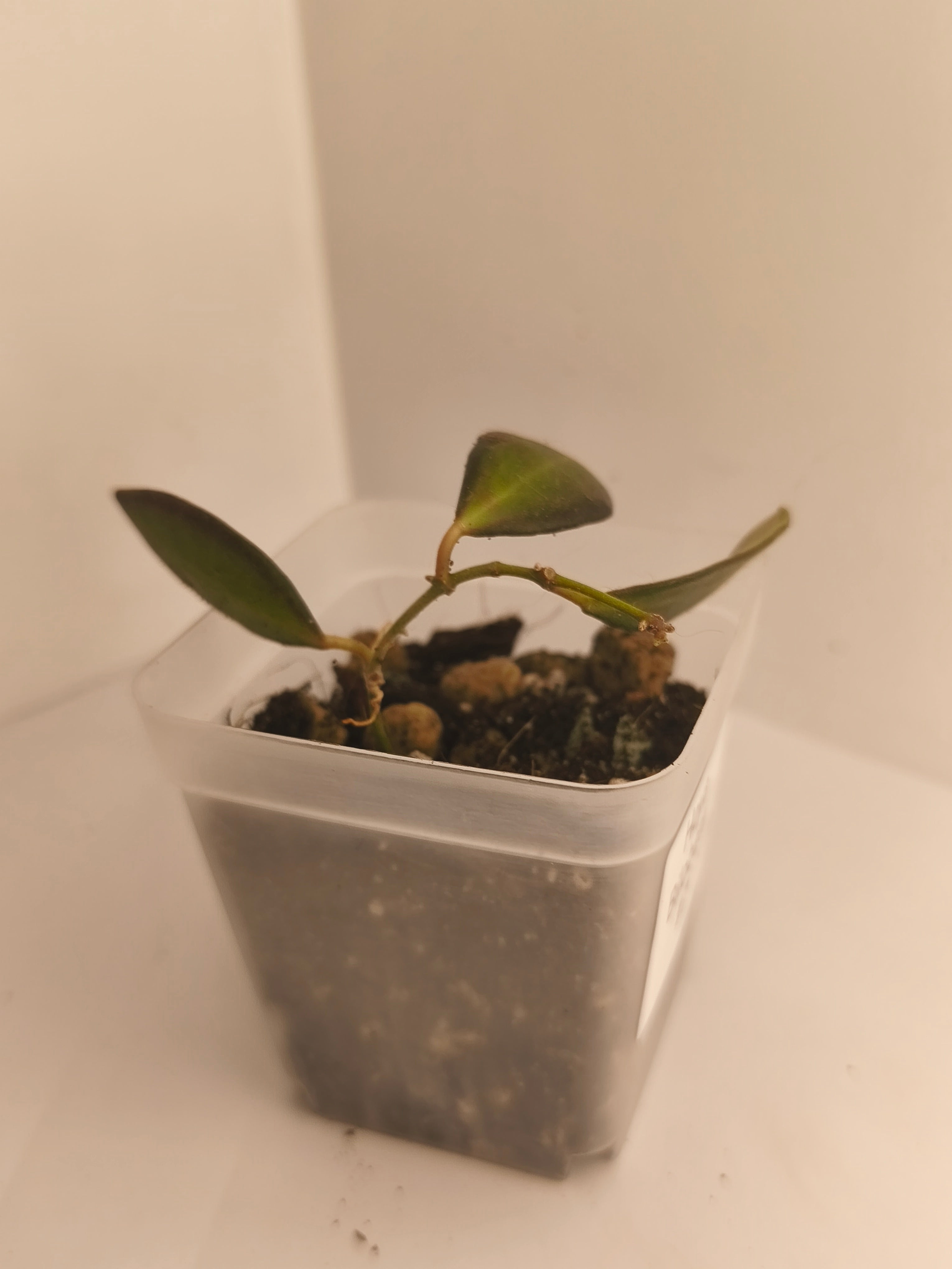 Hoya Bilobata #7