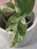 Epipremnum Pinnatum Marble King #1