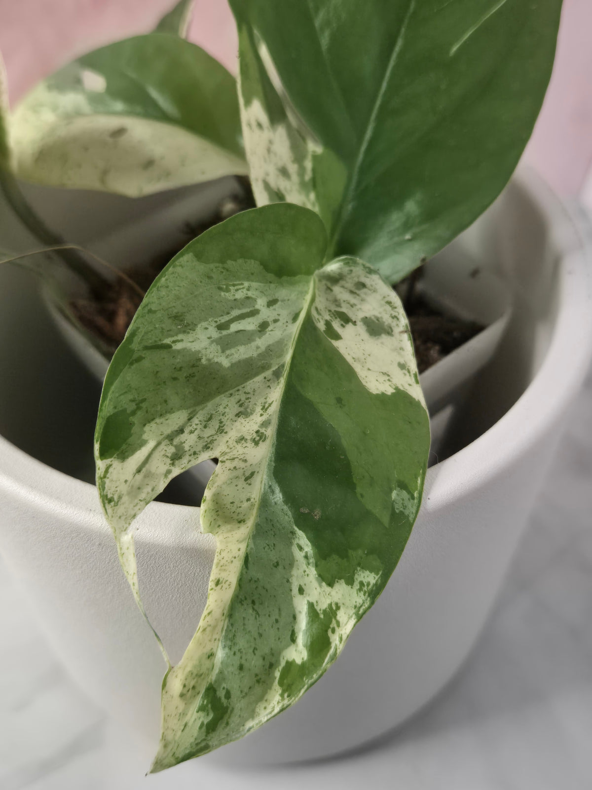 Epipremnum Pinnatum Marble King #1