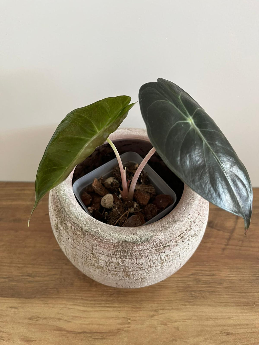 Alocasia Pink Dragon #6