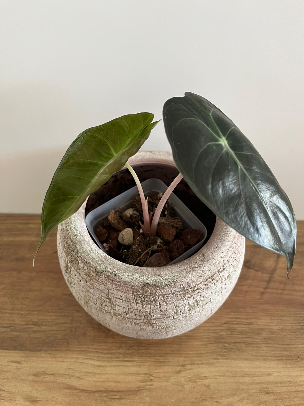 Alocasia Pink Dragon #6