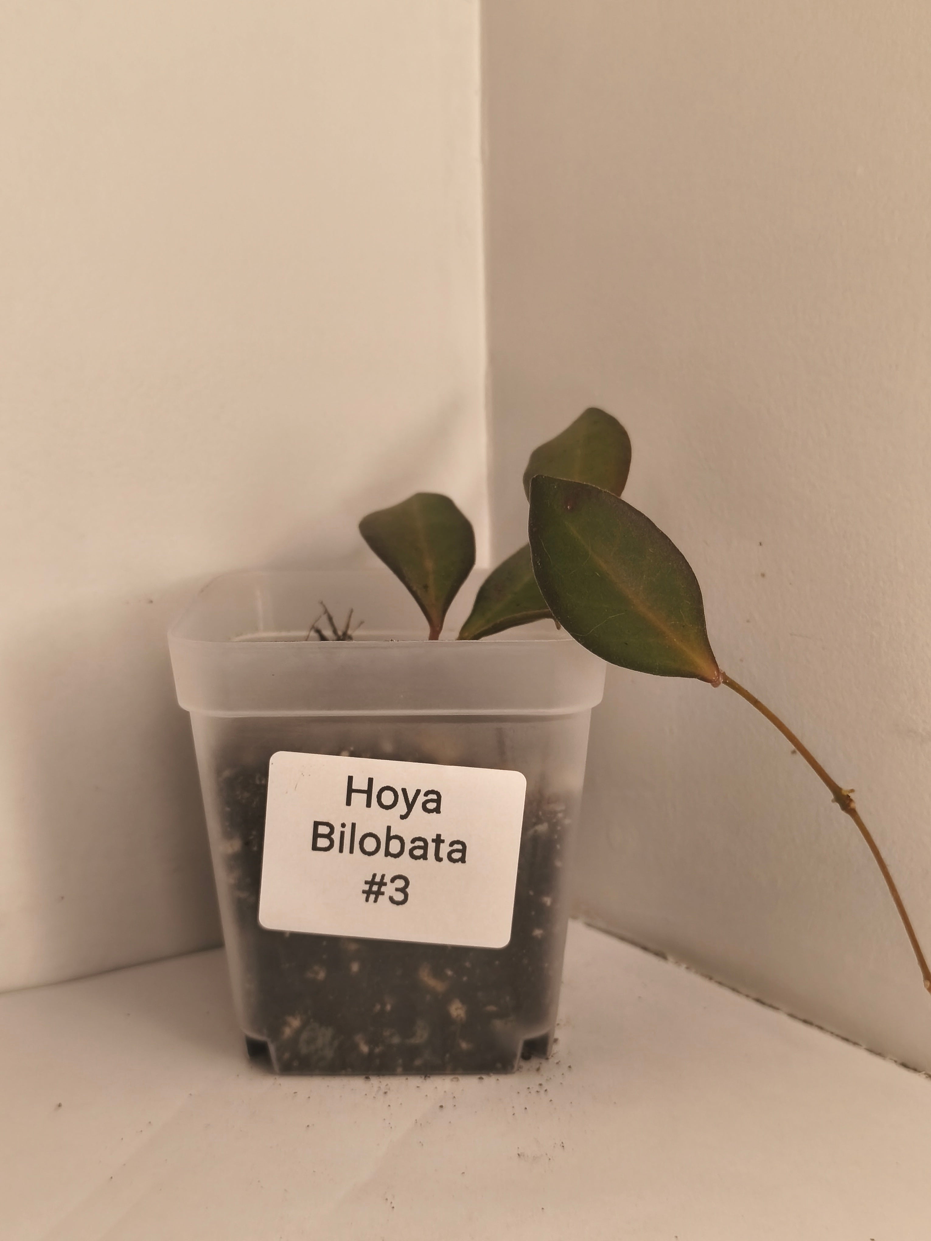 Hoya Bilobata #3