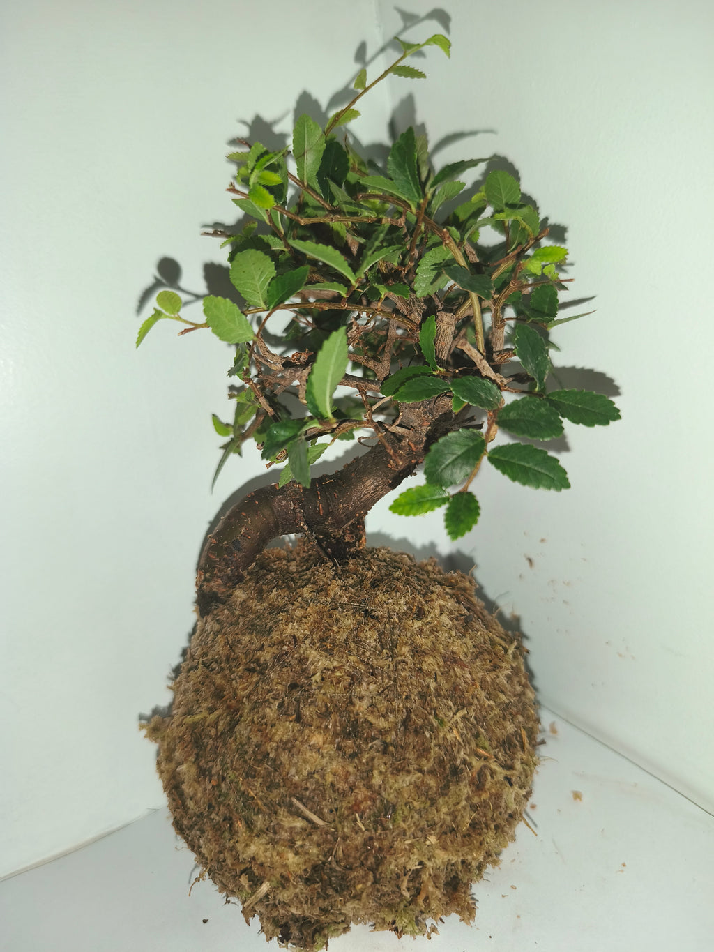 Kokedama #8