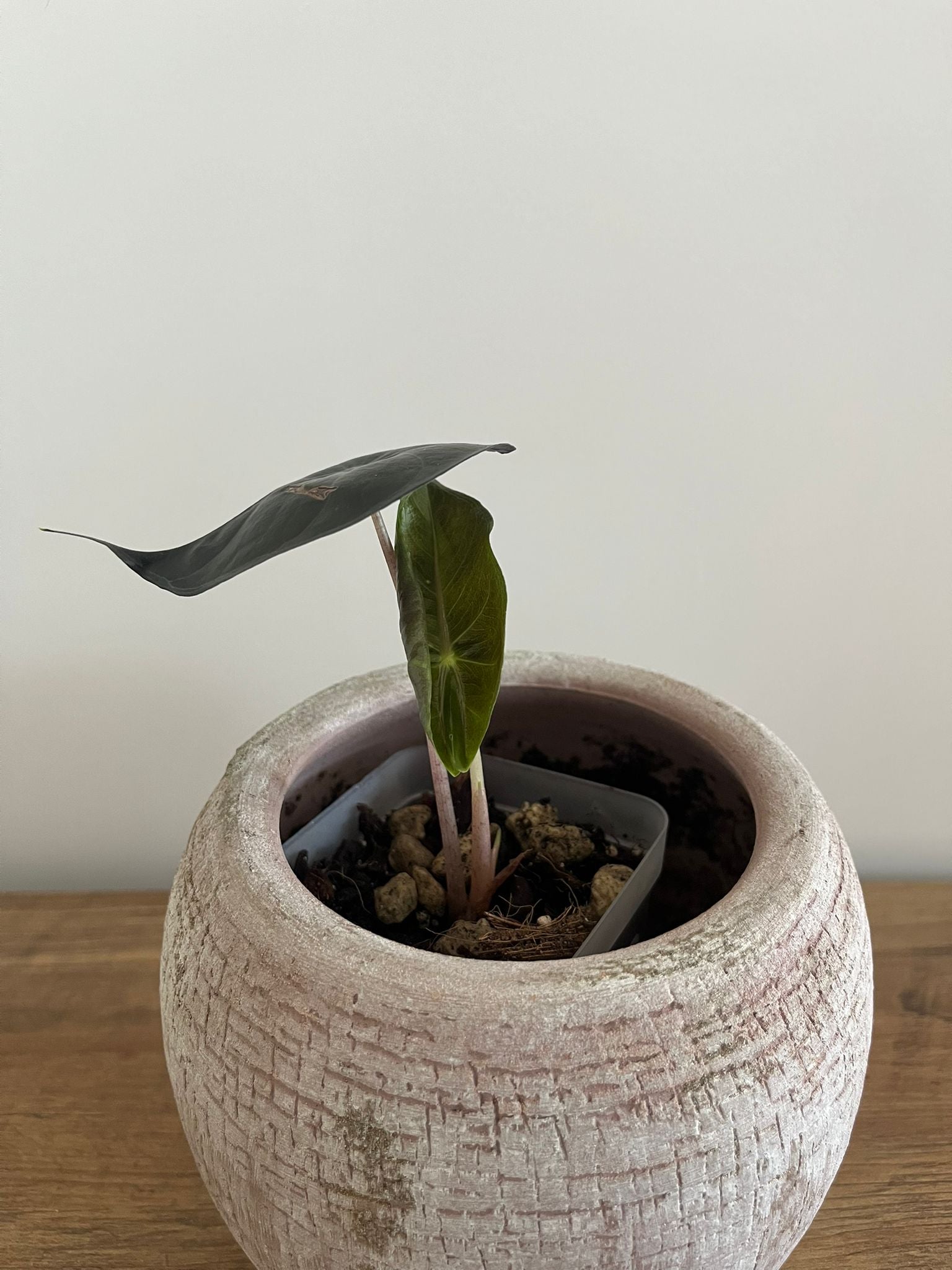 Alocasia Pink Dragon #8