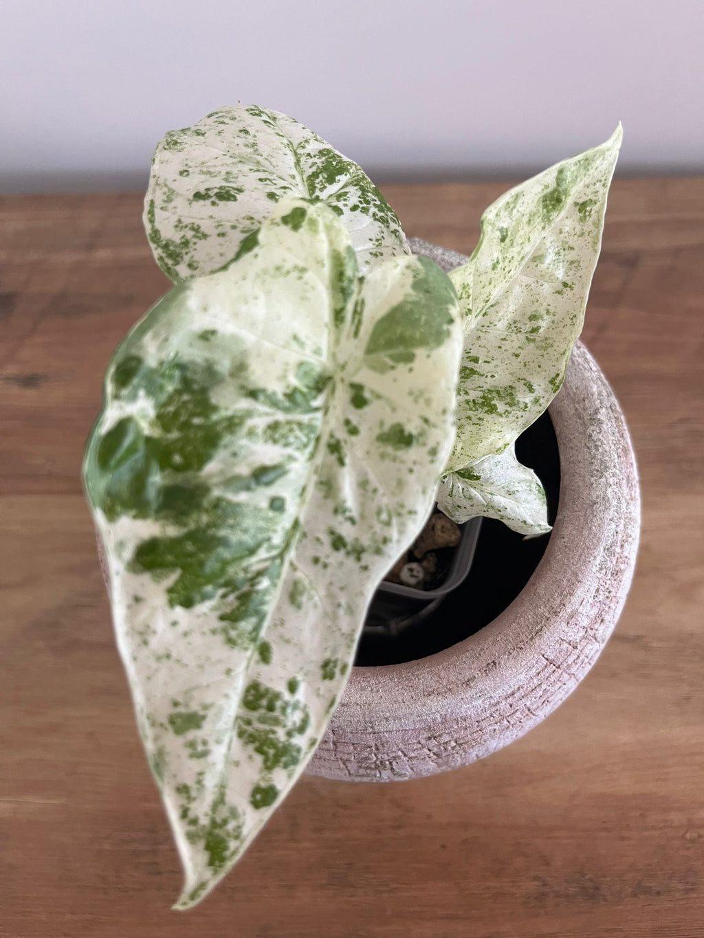 Alocasia Macrorrhiza splash #3