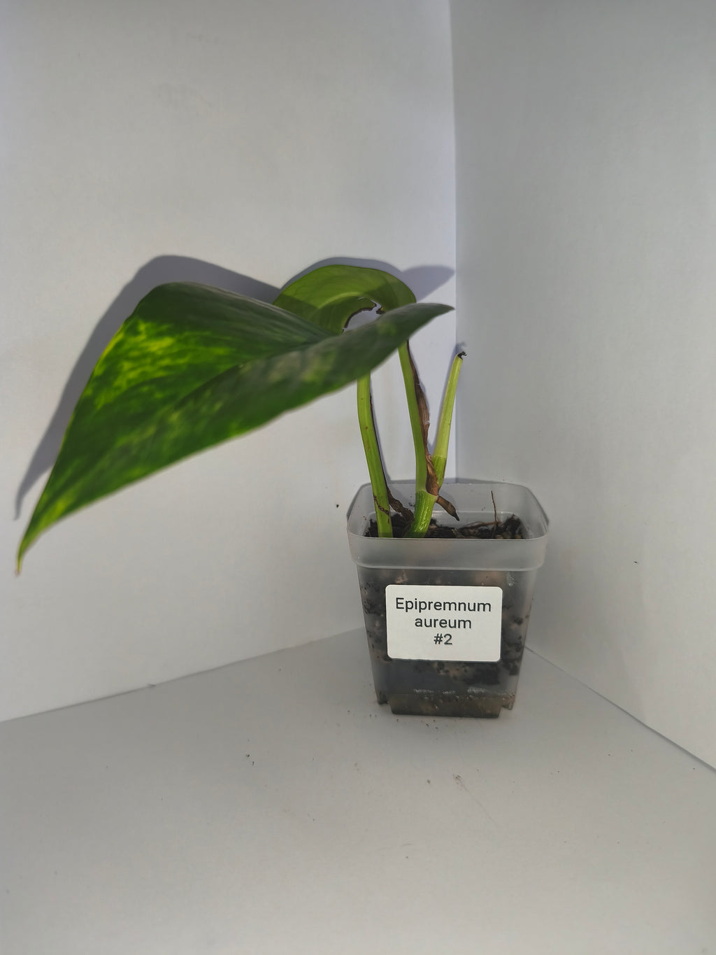 Epipremnum aureum #2