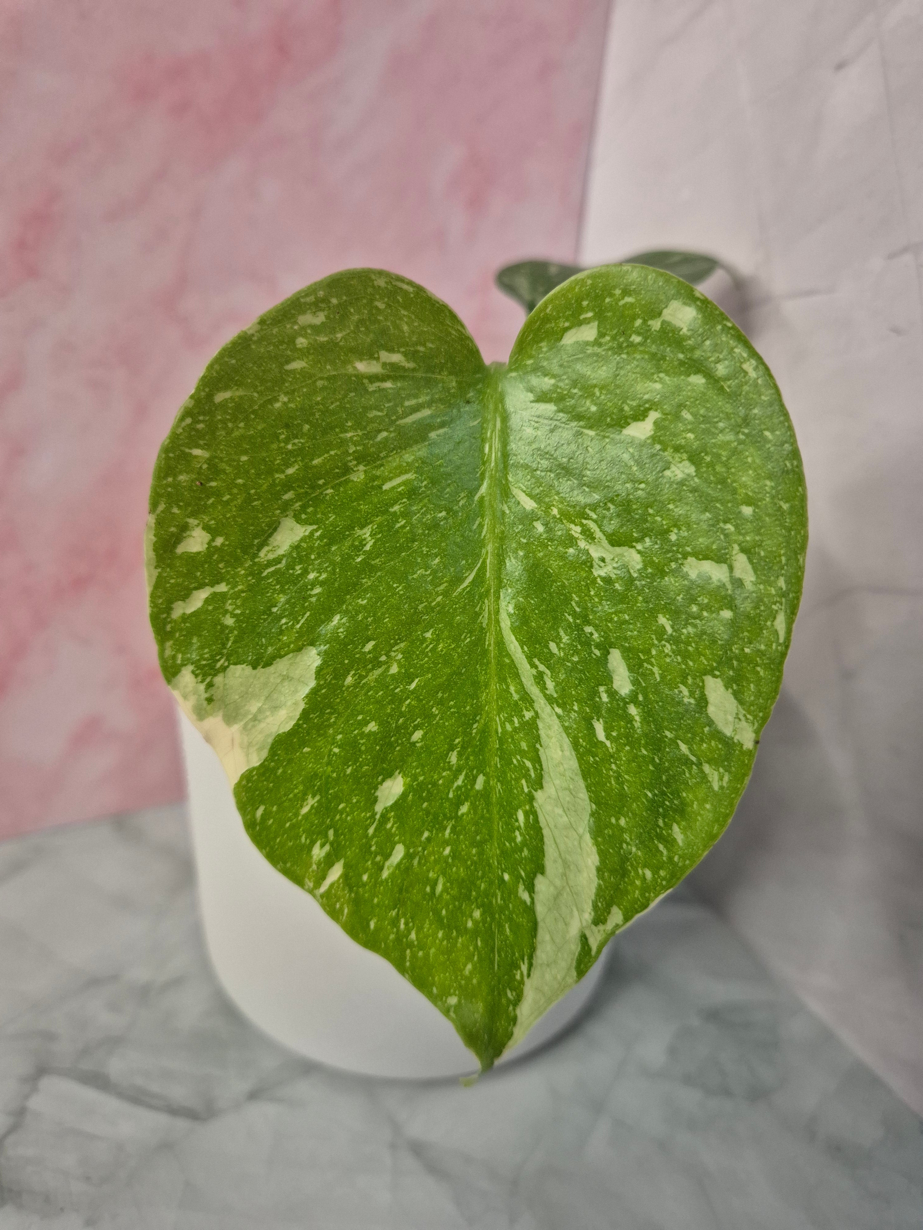 Monstera Thai Constellation #19
