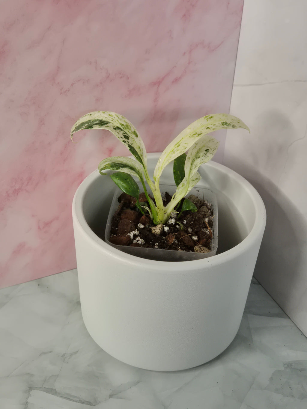 Rhaphidophora Puberula Variegata #10