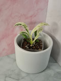 Rhaphidophora Puberula Variegata #10