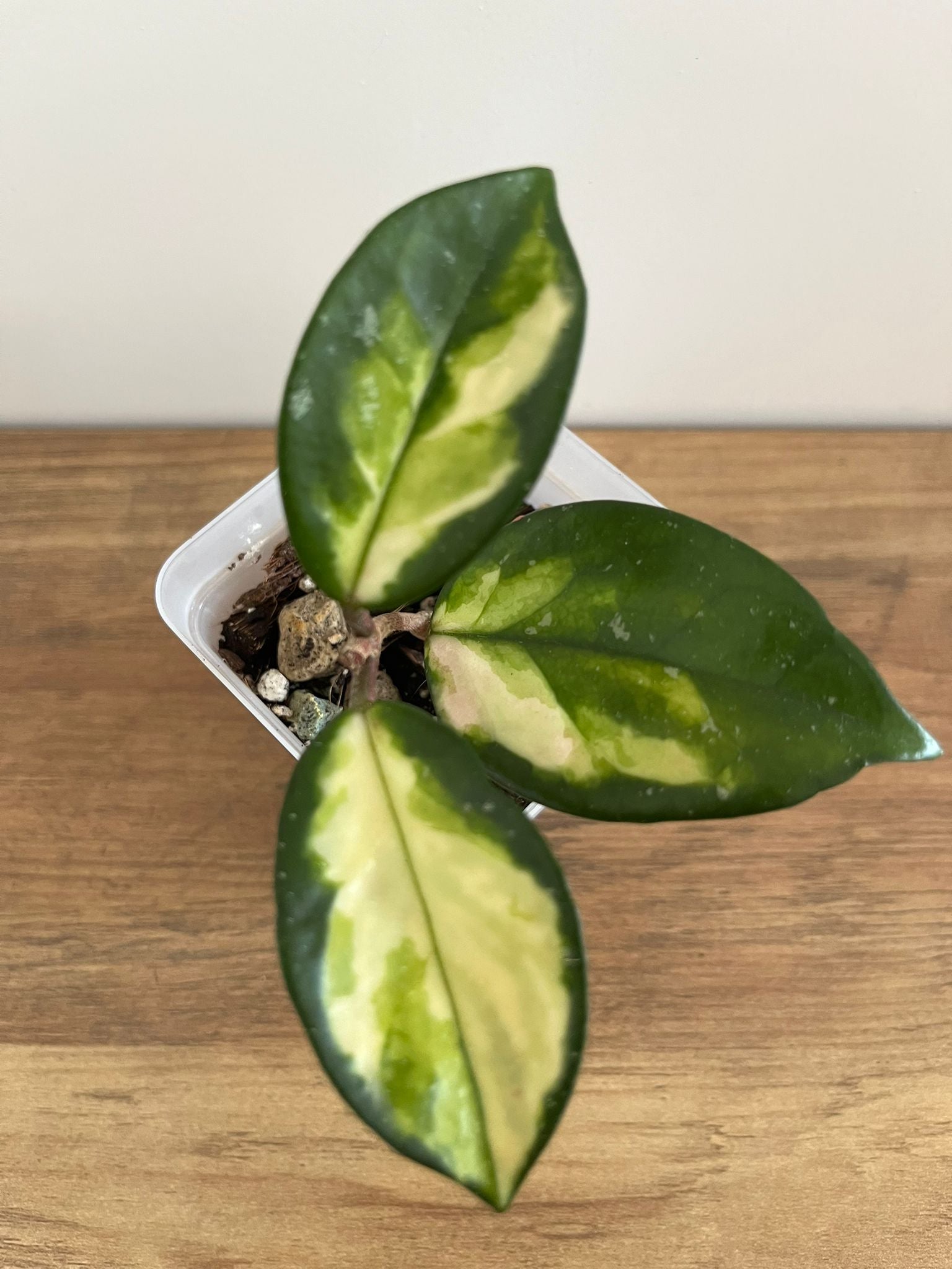 Hoya Carnosa Krimson Princess #1