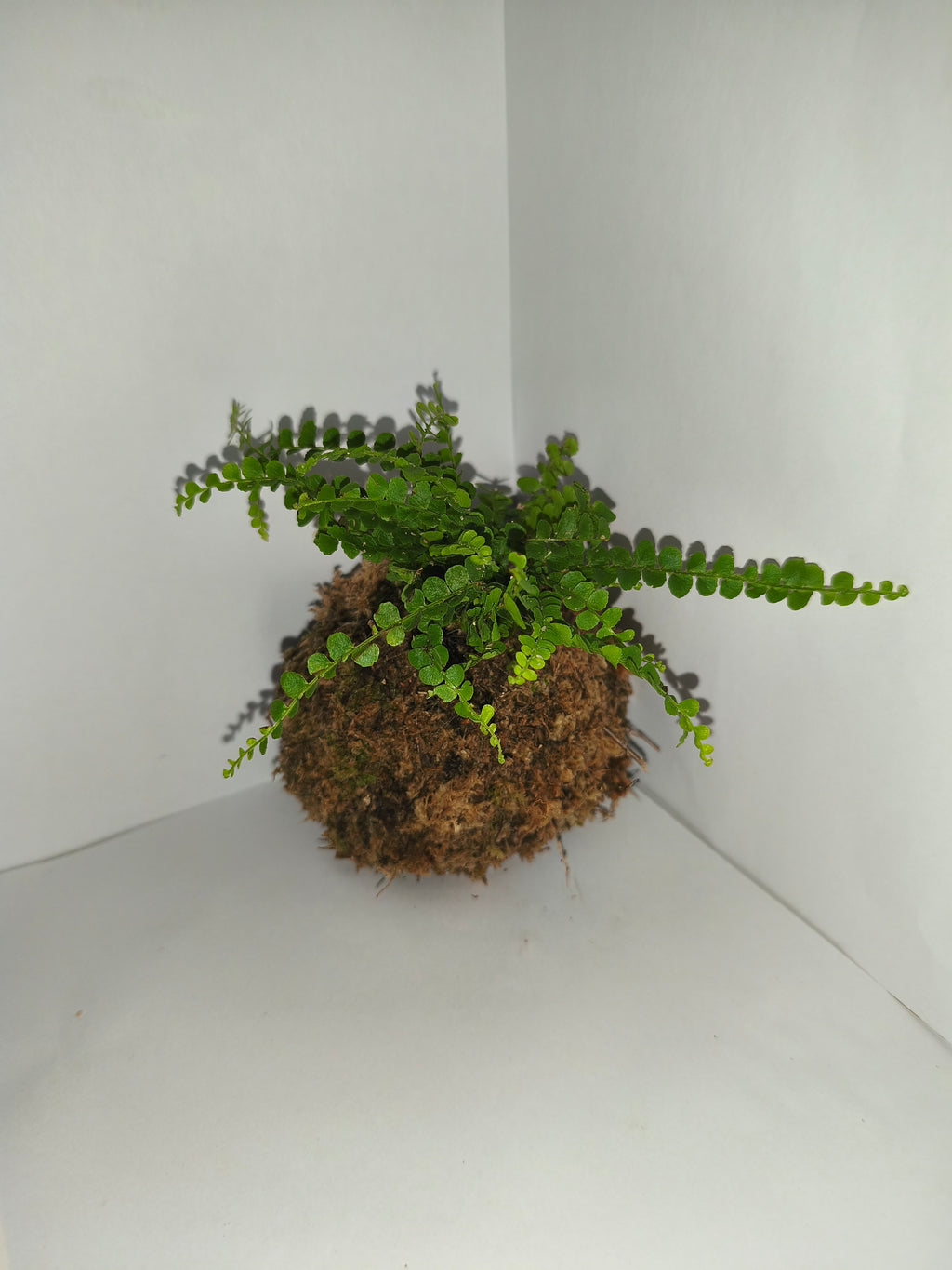 Kokedama #5