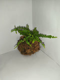 Kokedama #5