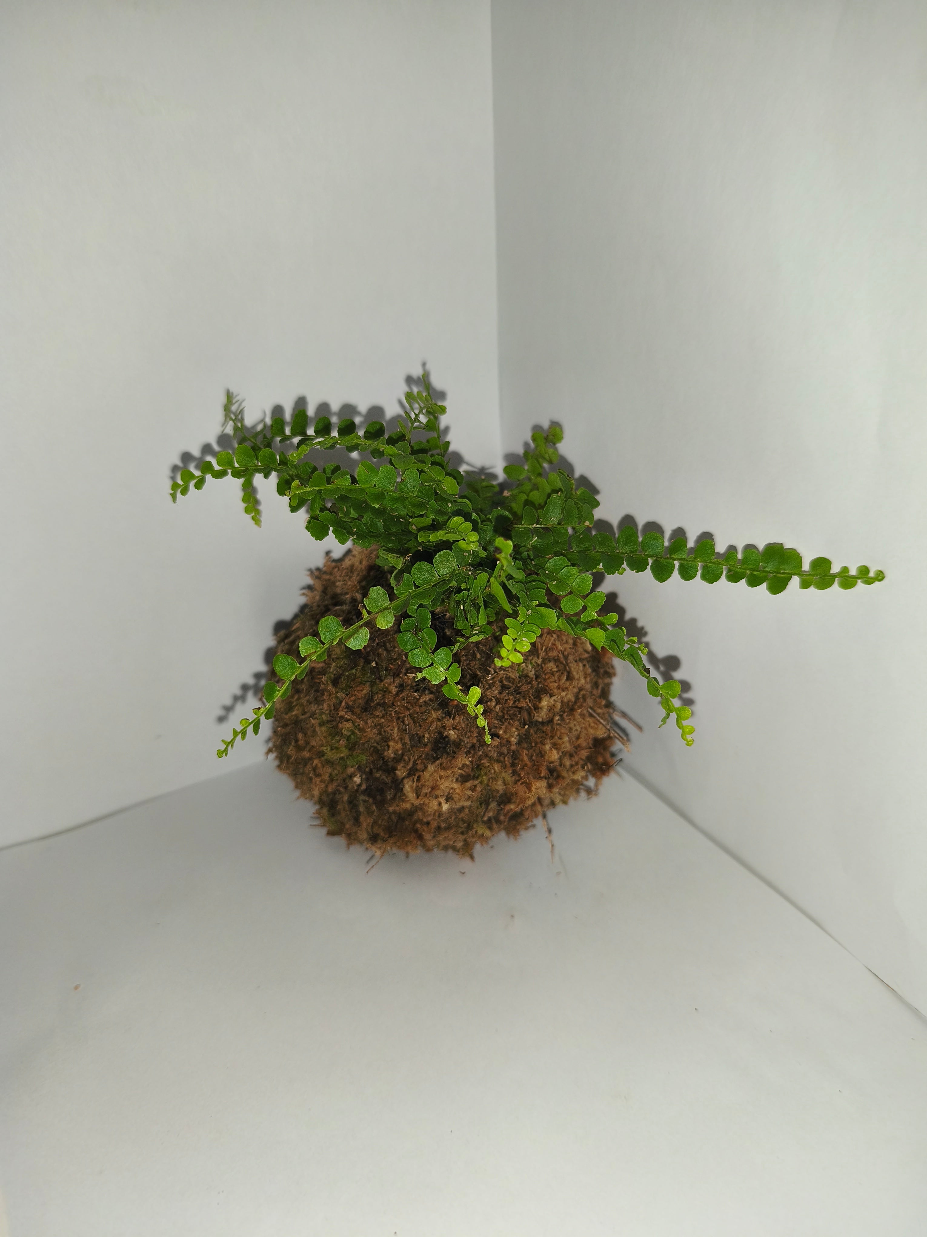 Kokedama #5