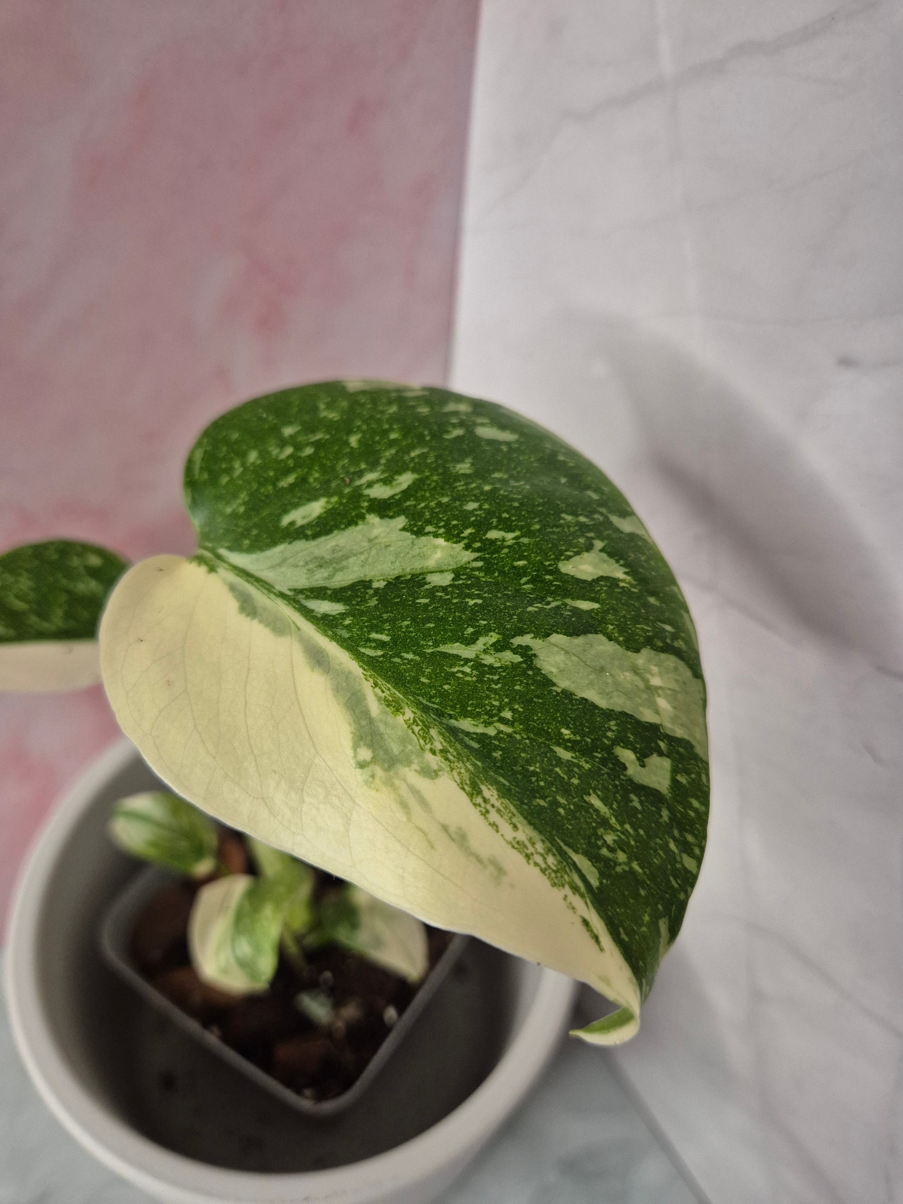 Monstera Thai Constellation #11