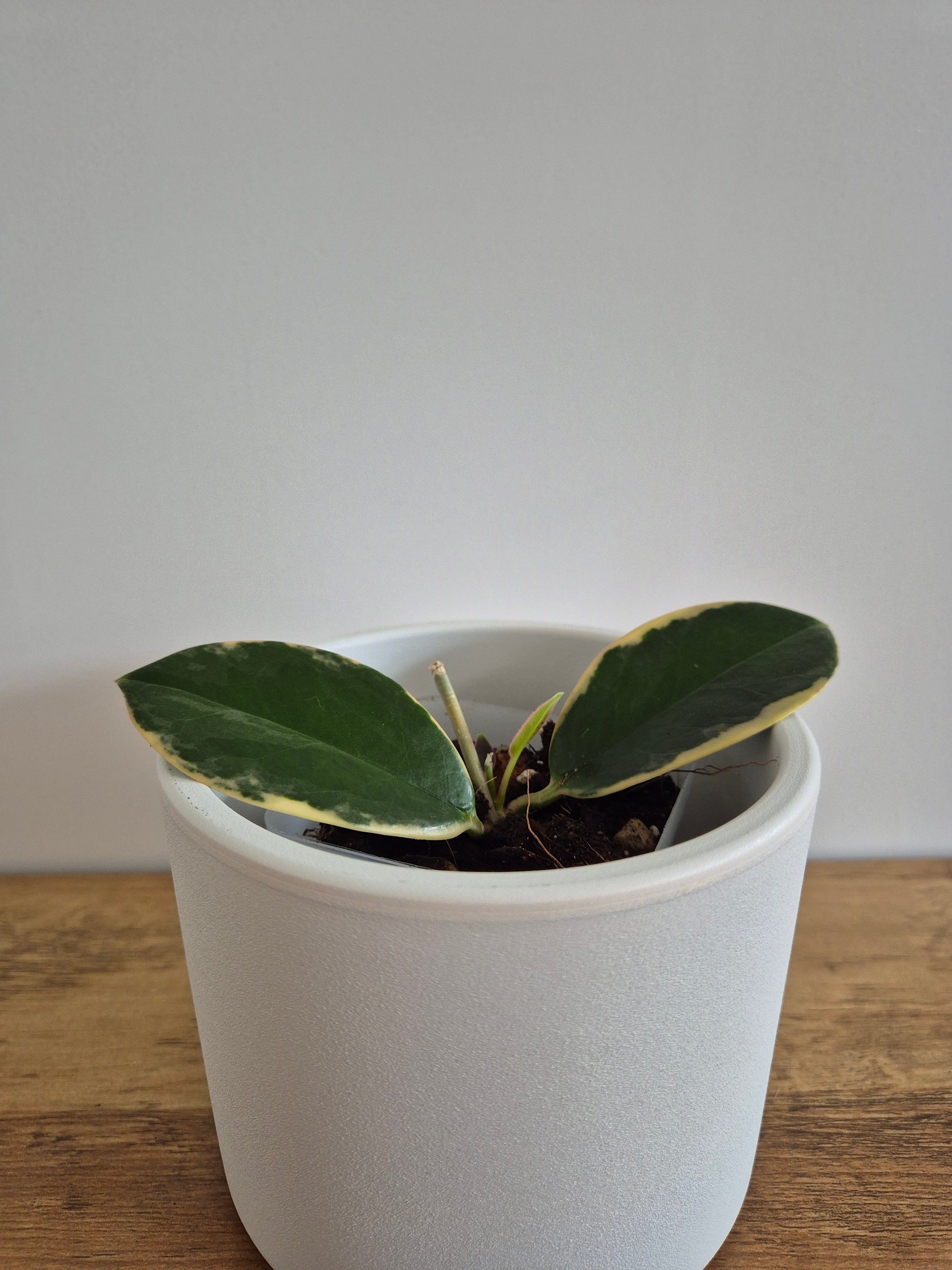 Hoya Australis Variegated #6
