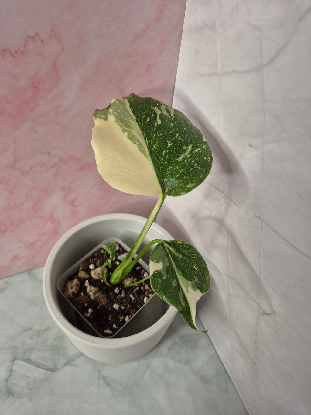 Monstera Thai Constellation #5