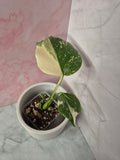 Monstera Thai Constellation #5