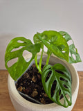 Monstera Adansonii #1