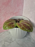 Hoya Sarawak Cream #6