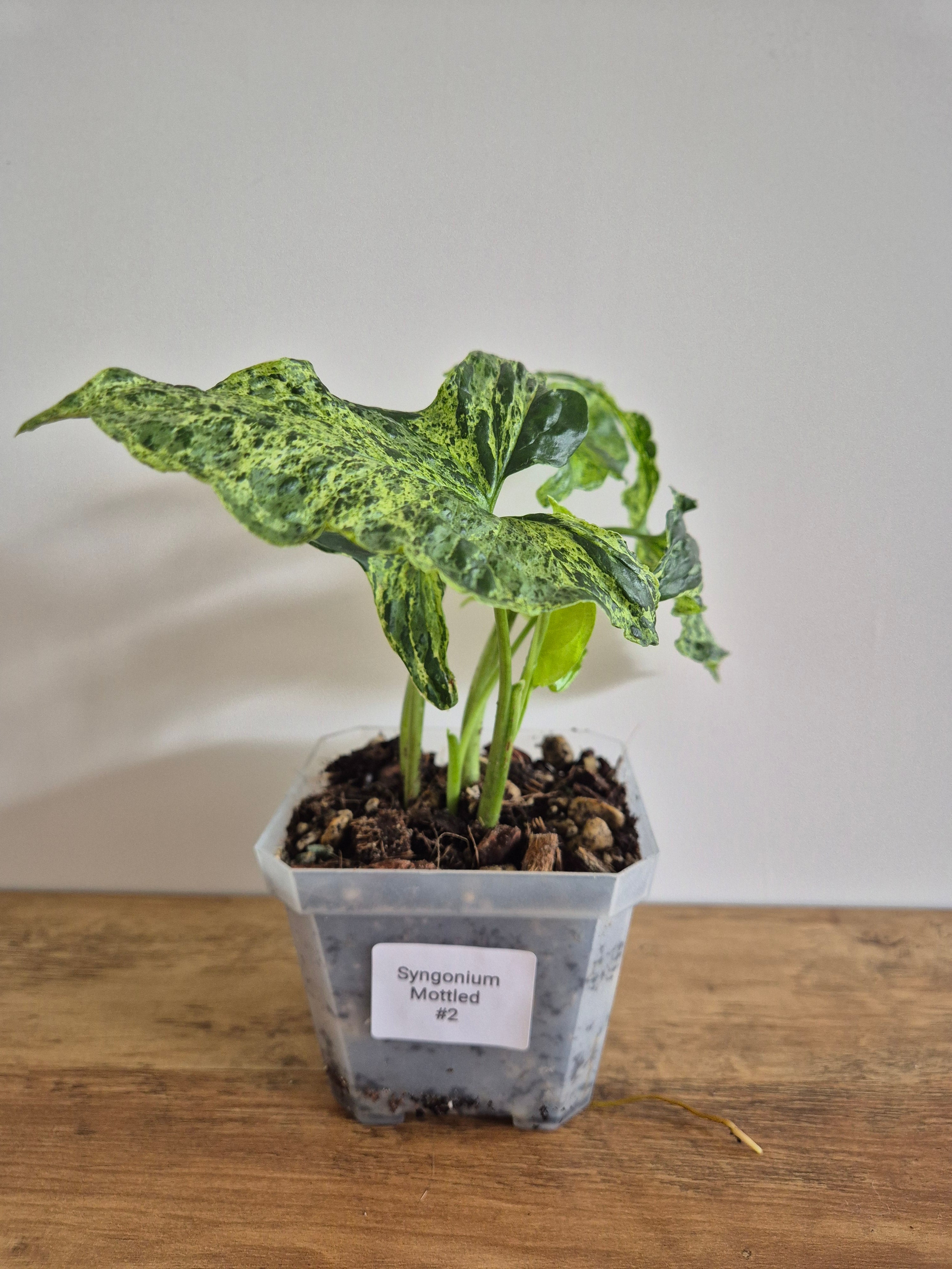 Syngonium Mottled #2