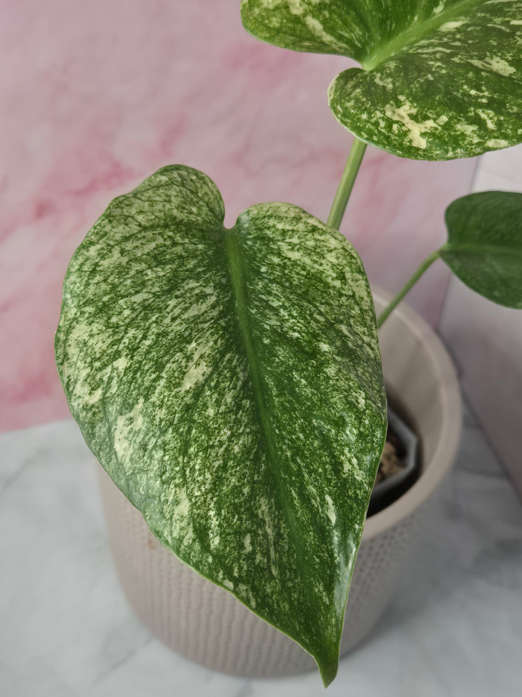 Monstera Mint #2