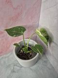 Monstera Thai Constellation #17