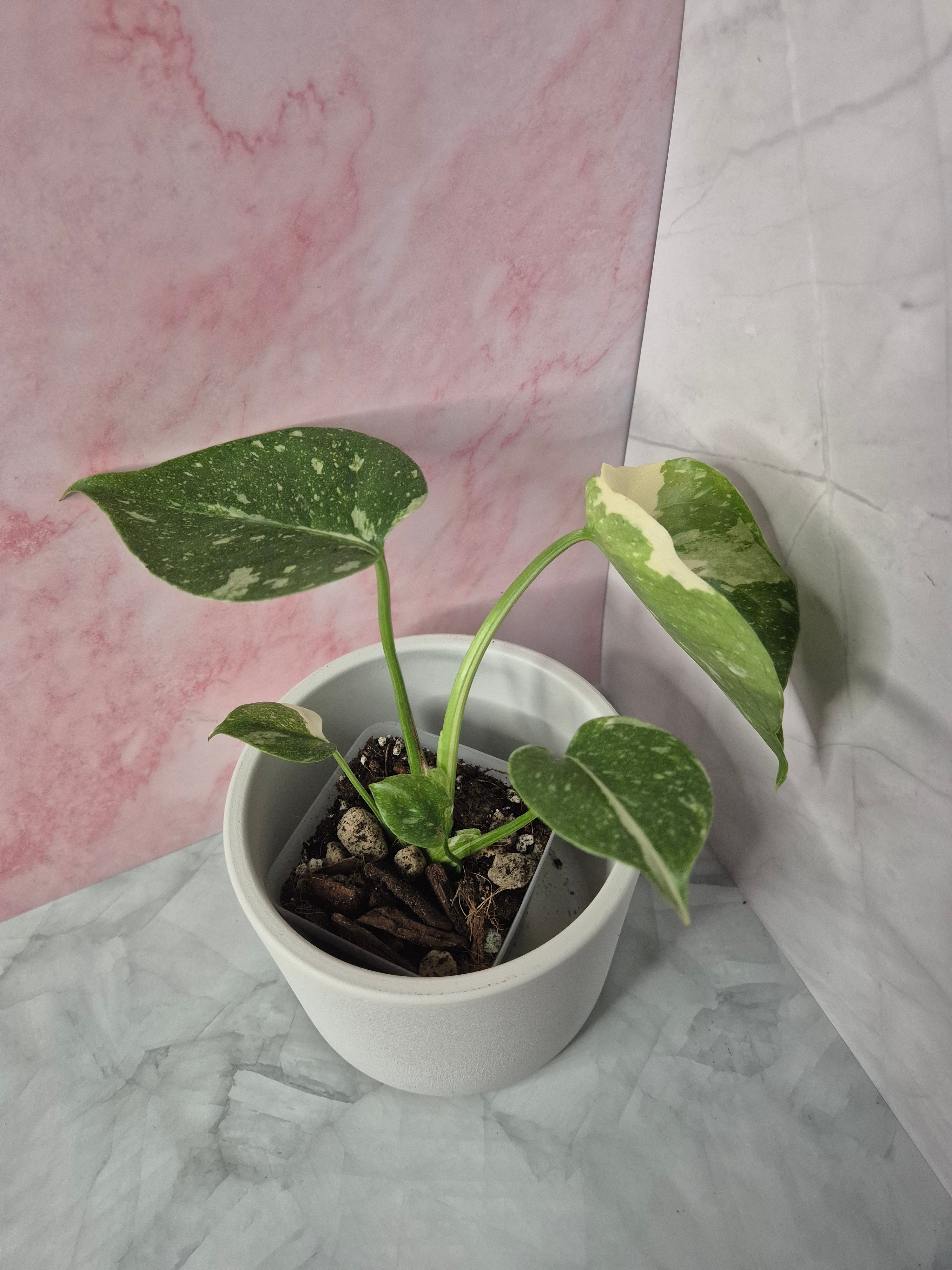 Monstera Thai Constellation #17