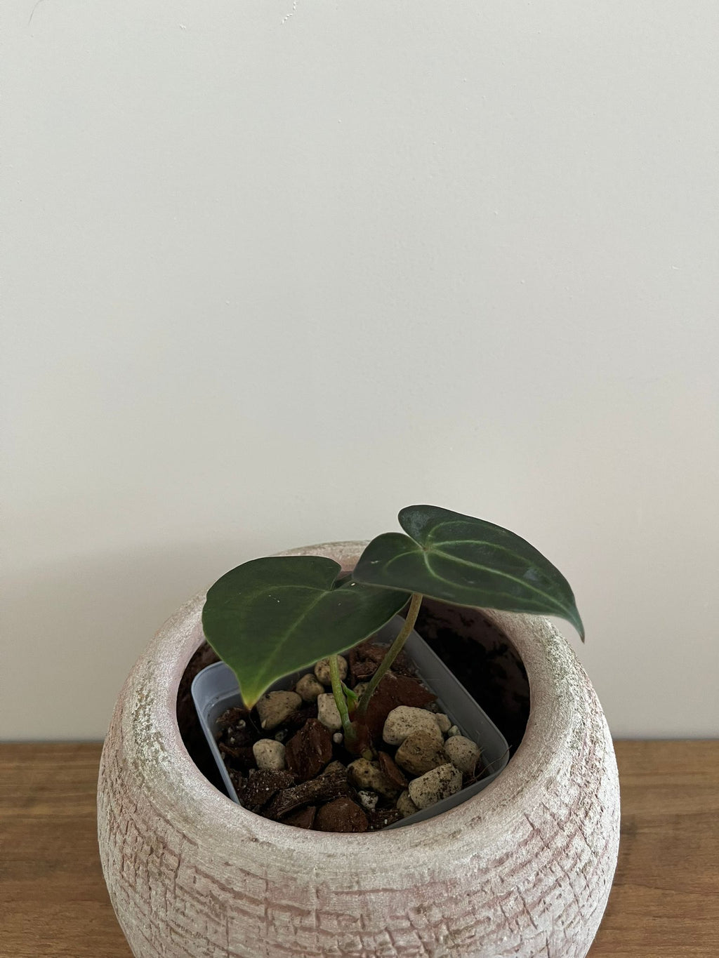 Anthurium Crystallinum #1